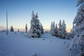 Frozen trees in deep snow. Tatra Mountains.