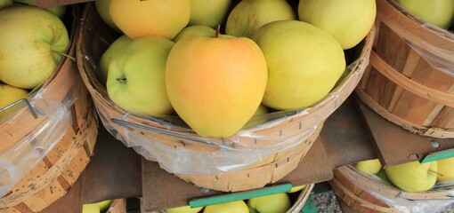 Apple Bushel