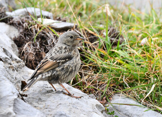 Alpine Accentor, Prunella collaris
