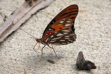 orange black and white monarch butterfly 