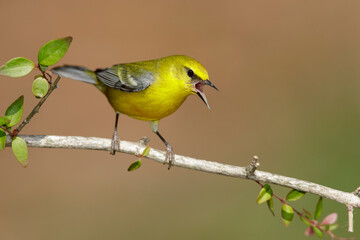 Fototapeta premium Blue-winged Warbler, Vermivora cyanoptera