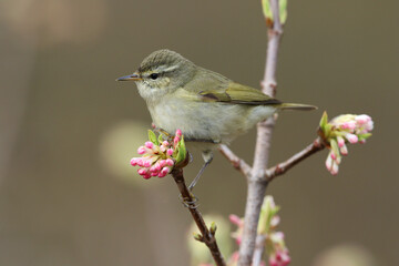 Tytler's Leaf Warbler, Phylloscopus tytleri