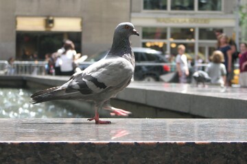profile of pigeon standing on fountain in New York city