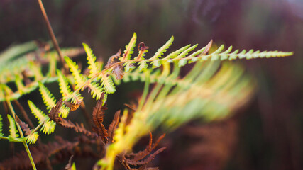 Feuilles de fougère dont les teintes deviennent de plus en plus jaunâtres, avec l'avancée de la saison