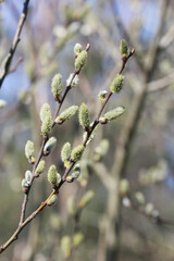 willow twig in the forest with loose buds, Easter Sunday