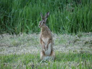 hare