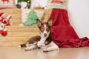 Border collie dog posing at the Christmas decoration.