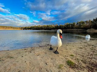 Close-up of a beautiful white swan at a little lake not far away from Frankfurt at a cold day in...