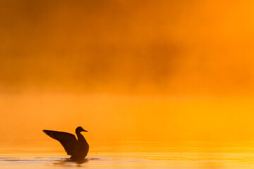 Gadwall, Mareca strepera