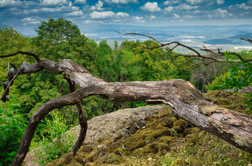 abgestorbener Baum in der Wildnis
