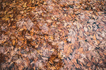 Hojas de otoño caidas en el bosque