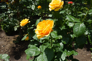Golden yellow flowers of rose in June