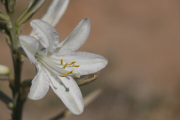 white spring flower