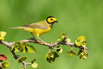 Hooded Warbler, Setophaga citrina