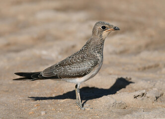 Collared Pratincole, Glareola pratincola