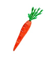 carrot isolated on white