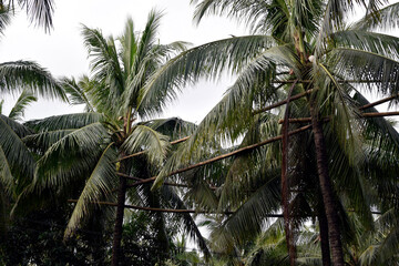 Obraz premium Bamboo poles scaffolding tied high up the coconut trees that connect all trees in one loop where toddy tapper bridges to collect sap