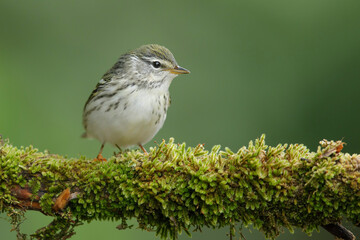 Blackpoll Warbler, Setophaga striata