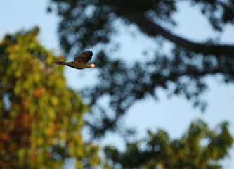 Solilongan Sula Cuckoo-dove, Turacoena sulaensis