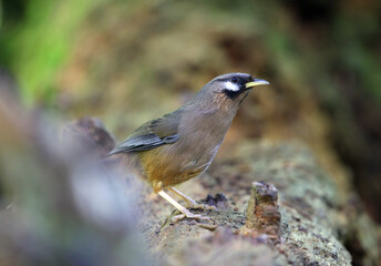 Sukatchev's Laughingthrush, Ianthocincla sukatschewi