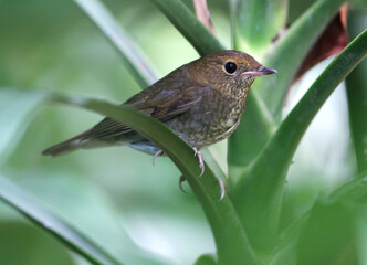 Rufous-headed Robin, Larvivora ruficeps