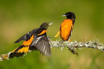 Baltimore Oriole, Icterus galbula