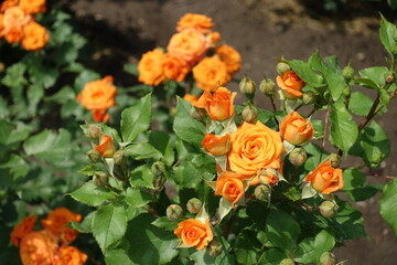Opening orange flowers of rose in June