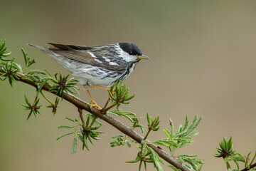 Blackpoll Warbler, Setophaga striata