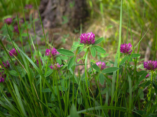Zigzag clover, deep pink wild flower growing in a forest, closeup with selective focus