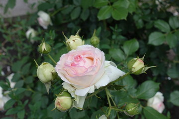 Light pink flower of rose in the garden in May