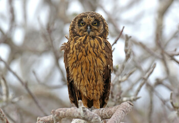 Galapagos Short-eared Owl, Asio flammeus galapagoensis