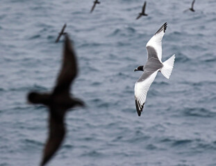 Swallow-tailed Gull, Creagrus furcatus