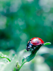 Close up to a seven spotted ladybug sitting on the leaf with blue background
