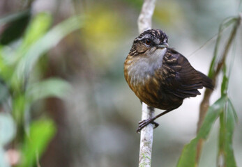 Mountain Wren-Babbler, Gypsophila crassa