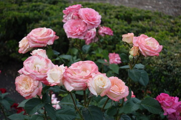 Many light pink flowers of rose in the garden in June