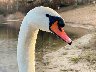Obraz premium Close-up of a beautiful white swan at a little lake not far away from Frankfurt at a cold day in winter.