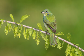 Painted Bunting, Passerina ciris