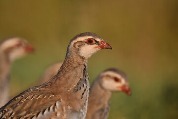 Red-legged Partridge, Alectoris rufa