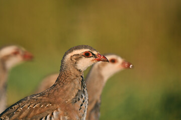Red-legged Partridge, Alectoris rufa