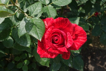 Not fully opened striped red flower of rose in June