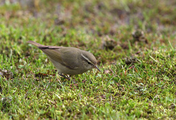 Tytler's Leaf Warbler, Phylloscopus tytleri