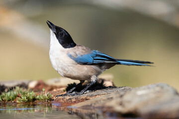 Blauwe Ekster, Iberian Magpie, Cyanopica cooki
