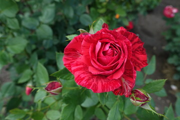 Opening flower of striped red rose in June