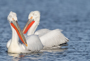 Kroeskoppelikaan, Dalmatian Pelican, Pelecanus crispus