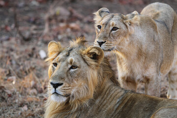 Asiatic lion, Panthera leo leo
