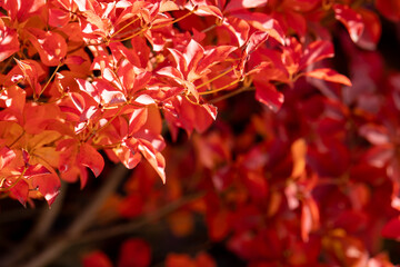 真っ赤に紅葉した冬のドウダンツツジ