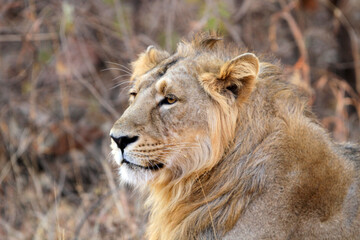 Asiatic lion, Panthera leo leo