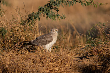 Pallid harrier