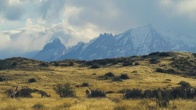 Several alpacas walks around on a grassy plain near hills