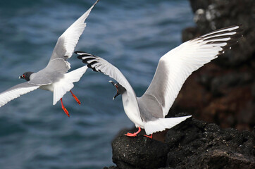 Swallow-tailed Gull, Creagrus furcatus